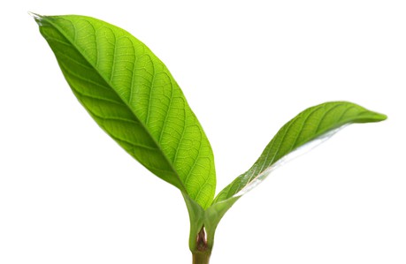 Photo of a seedling